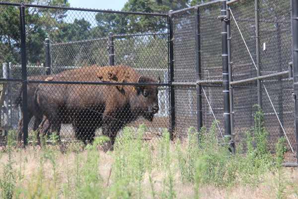 Bison stand behind chain-link fencing in Golden Gate Park’s enclosure.