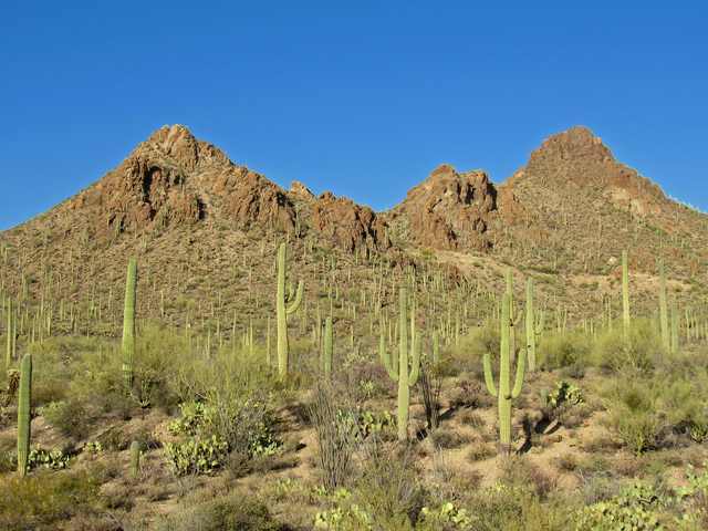Saguaros of different heights cover a rocky hillside beneath a blue sky.