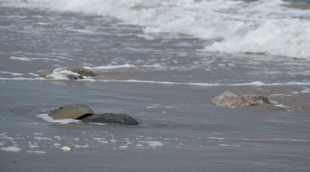 Two horseshoe-crab shells sit together in shallow surf, with waves and rocks beyond.