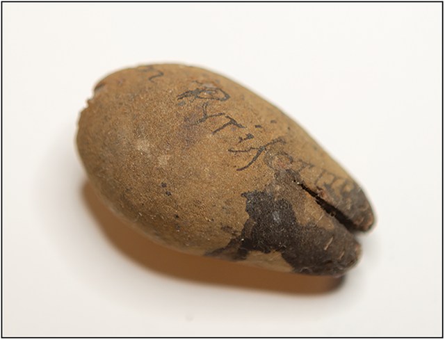 A brown woody pear on a pale background, with dark handwritten letters crossing its surface and the published figure’s black border retained.