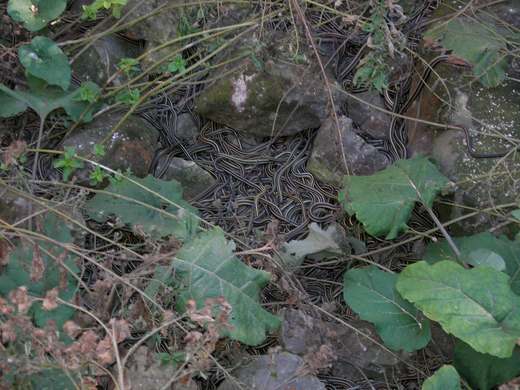 A cluster of striped snakes lies among rocks, twigs and green leaves.