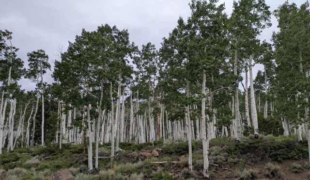 A broad grove of pale aspen trunks above rocky ground and low shrubs.