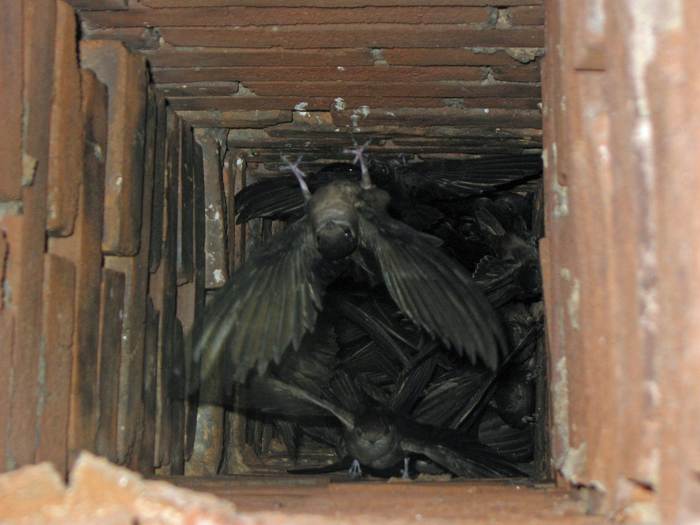 Several dark chimney swifts inside a brick-lined chimney, with some wings spread.
