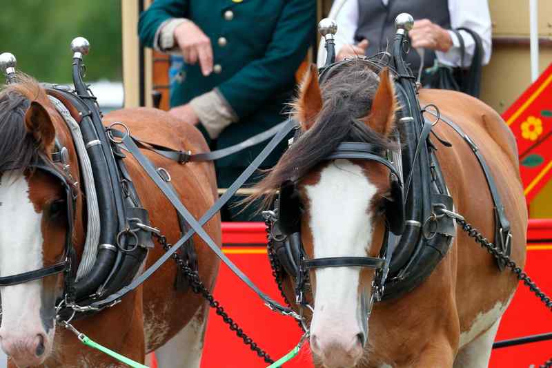 Two horses and their harness in front of the tram’s red lower panel, with parts of the crew visible behind them.
