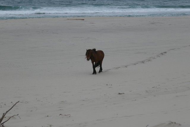 A brown horse walks across pale sand, leaving tracks, with waves beyond.