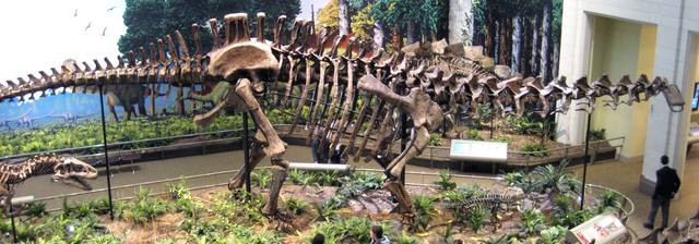 A large mounted sauropod skeleton extends its neck to the right across a museum gallery, above smaller skeletons and incidental visitors.
