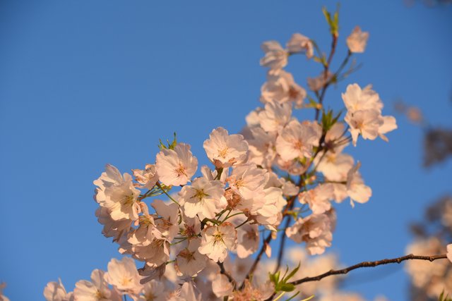 Pale cherry blossoms on a slender branch against blue sky, with nearer flowers in focus and others softly blurred.
