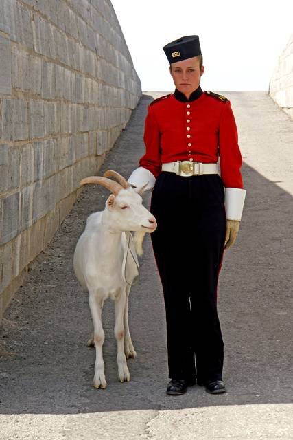 A white goat stands beside a red-coated handler on a stone-walled ramp.