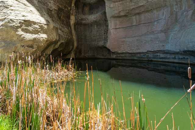 Cattails stand beside green water beneath a sandstone wall.