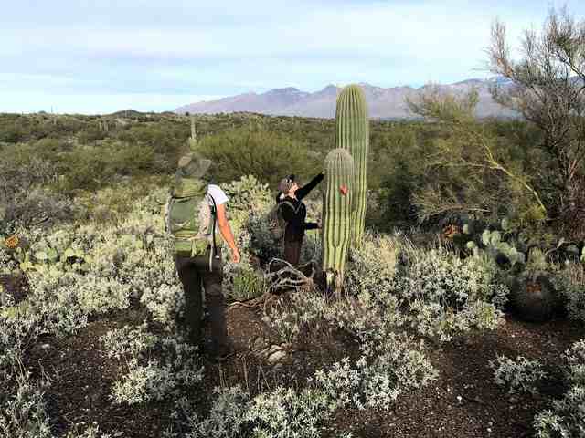 Two fieldworkers stand beside a saguaro, one holding a measuring stick along its side.