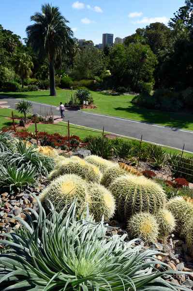 Rounded cacti, spiky foliage and rocks on a planted slope, with a path, lawns, a tall palm and distant buildings below.