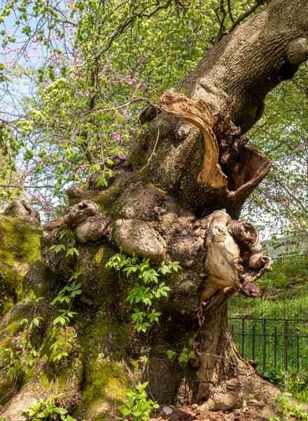 Close view of the elm’s trunk, bark and exposed wood, with leaves in the background.