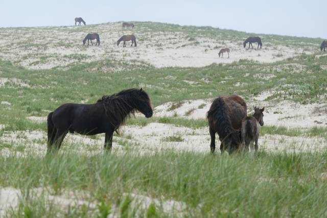 Several horses graze on a sandy, grass-covered dune, with three animals close to the camera.