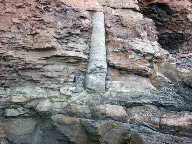 A pale fossil trunk stands across darker rock layers, with a geological hammer beside its lower part.