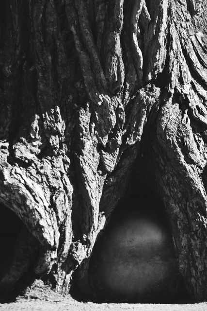 A black-and-white close view shows a round metal object partly enclosed by ridged bark.
