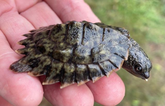 A small turtle with a dark ridged shell rests on a person’s open hand.