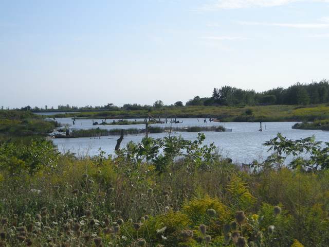 A pond with vegetated banks and small islands, dead trunks and low fencing.