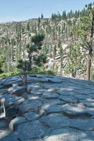 The polygonal tops of rock columns fill the foreground below trees and a forested slope.