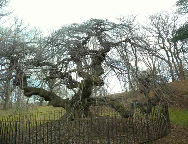 Bare twisting branches of the Camperdown elm spread above a surrounding iron fence.