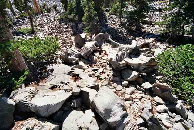 The cut stump and further weathered remains lie among rocks and conifers on a slope.