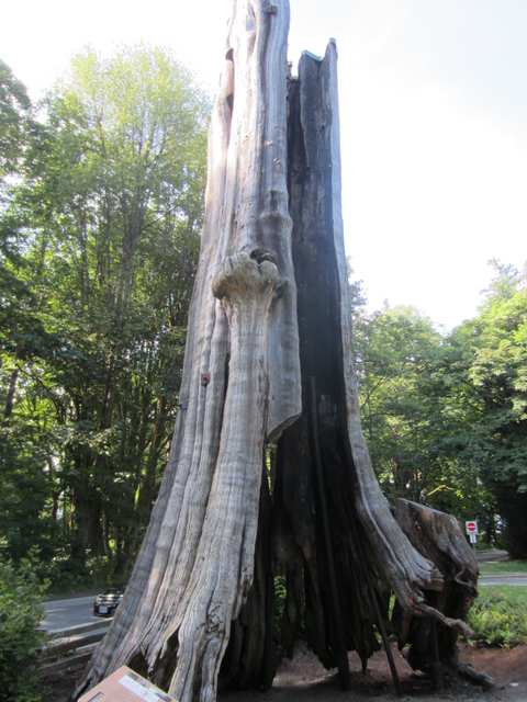 A weathered hollow tree trunk beside a wooded park road, with a wide dark opening at its base.
