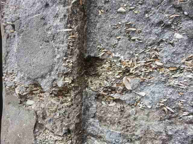 A close view of a rough coquina wall shows numerous shell fragments and joints between stones.