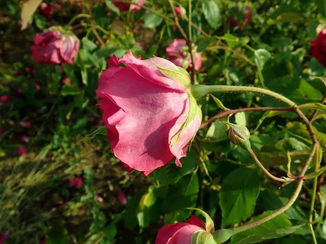 A rose bloom viewed from its side and underside, with deep pink-red petals, green sepals and foliage.
