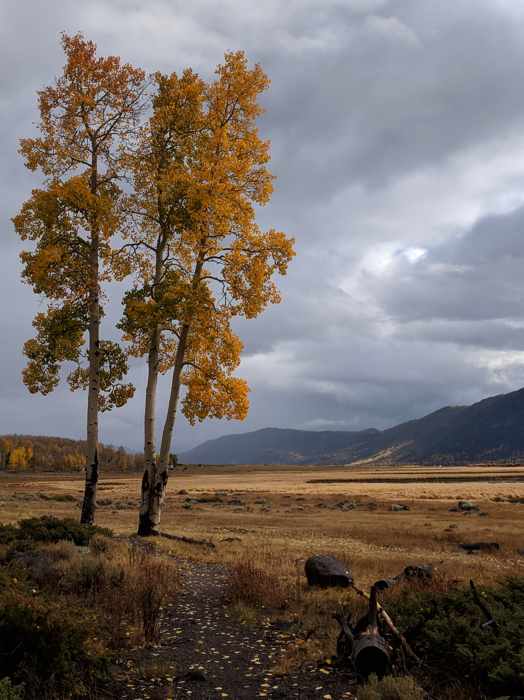 Three golden-leaf aspen trunks beside a path, with open meadow and mountains beyond.