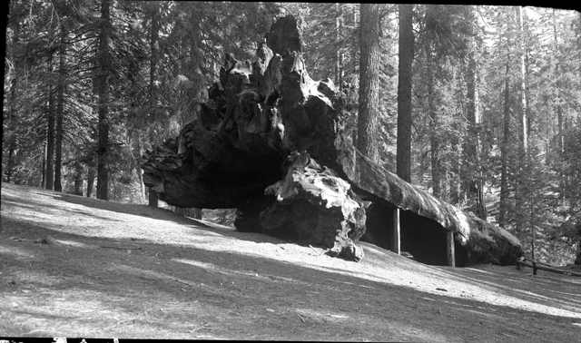 A black-and-white view of a hollow fallen sequoia supported by timber posts among standing trees.