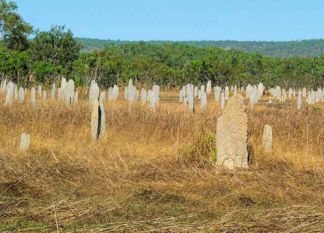 Pale upright termite mounds show broad faces and thin edges among tawny grass, with trees behind them.