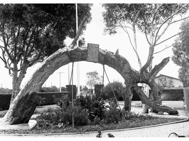 Black-and-white photograph of an arched tree supported by rods, with bands over its upper surface and a plaque attached near the centre.