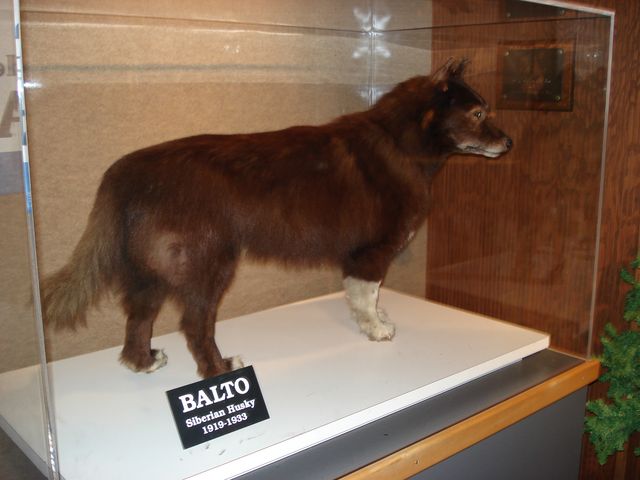 A taxidermied dog stands in a glass case on a pale platform, with a small nameplate reading Balto, Siberian Husky, 1919–1933.