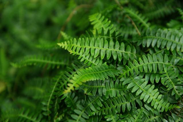 Overlapping green fern fronds with small leaflets fill the foreground against a softly blurred green background.