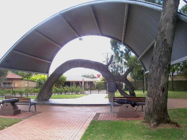 Preserved arched tree beneath a curved roof, with a freestanding plaque, two small cannon and benches in a paved reserve.