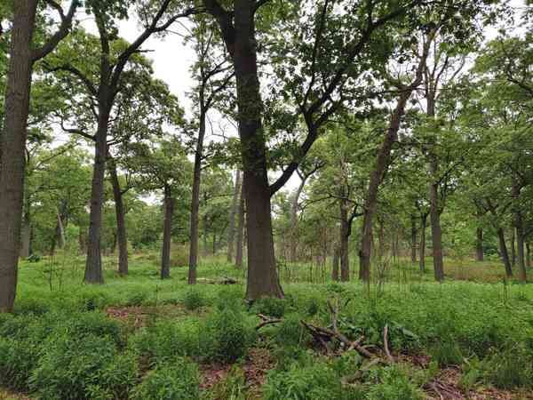 Tree trunks, leafy branches, low green vegetation and fallen wood in High Park.