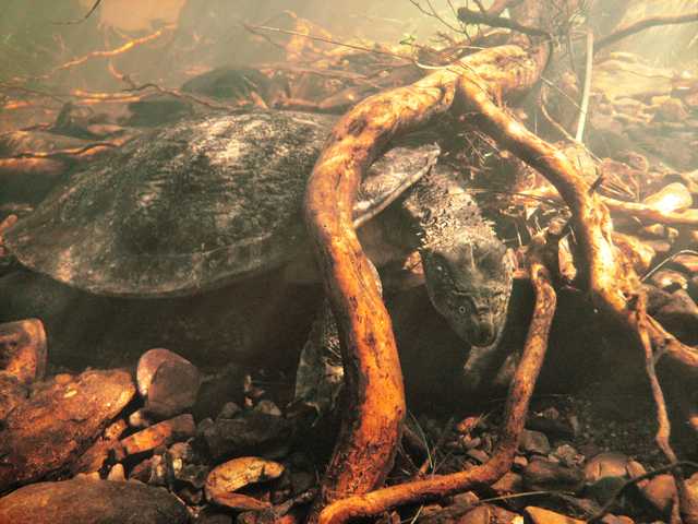 An underwater turtle rests among submerged branches and stones; its head and shell remain visible.