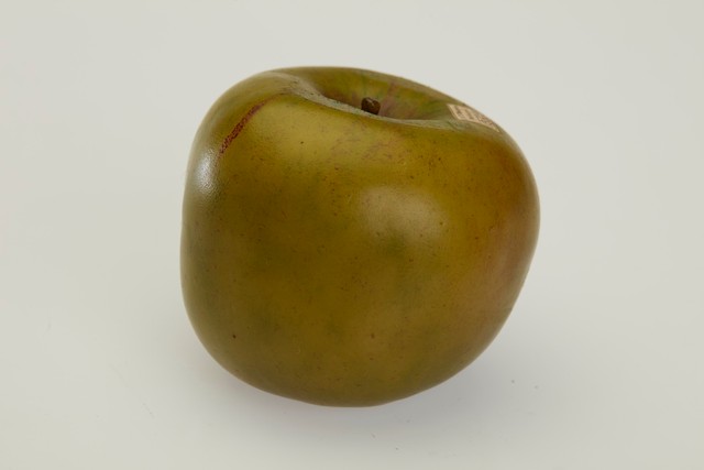 A green wax apple model with an uneven shoulder, brown markings and a small museum label is photographed against a pale background.