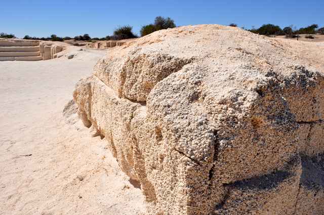 Small curved shells remain visible in a close view of a pale cut quarry face.