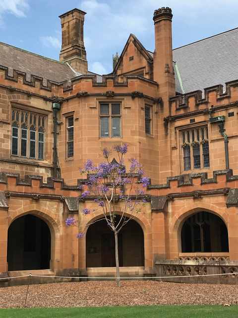A slender flowering tree stands inside a rope barrier in a sandstone quadrangle corner.