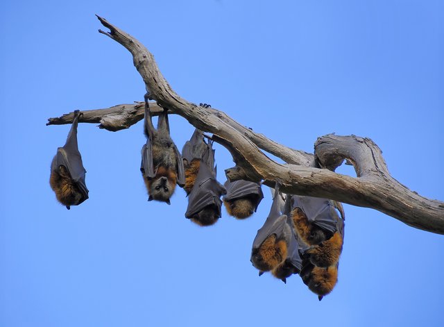 Grey-headed flying-foxes hang from a bare branch against a blue sky.