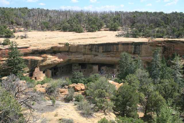 A sandstone cliff curves above the small walls of Spruce Tree House, with trees and a path in the foreground.