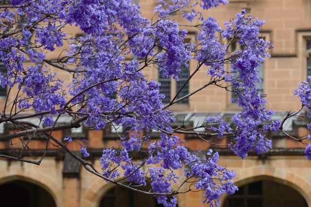 Purple jacaranda flowers and branches fill the foreground against sandstone windows and arches.