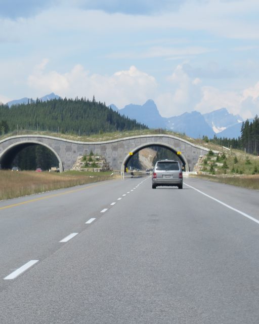 A grass-covered wildlife bridge crosses the highway ahead of a vehicle, viewed along the roadway.