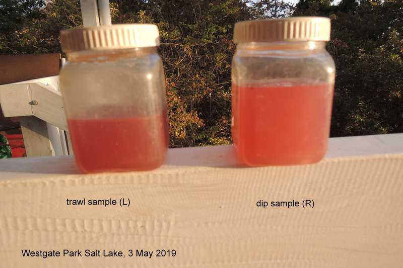 Two clear sample jars containing pink water; original labels identify a trawl sample, a dip sample and Westgate Park Salt Lake on 3 May 2019.