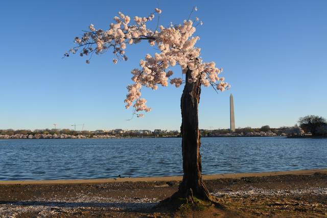 A sparse flowering cherry tree with a dark trunk beside water, with the Washington Monument on the distant shore.