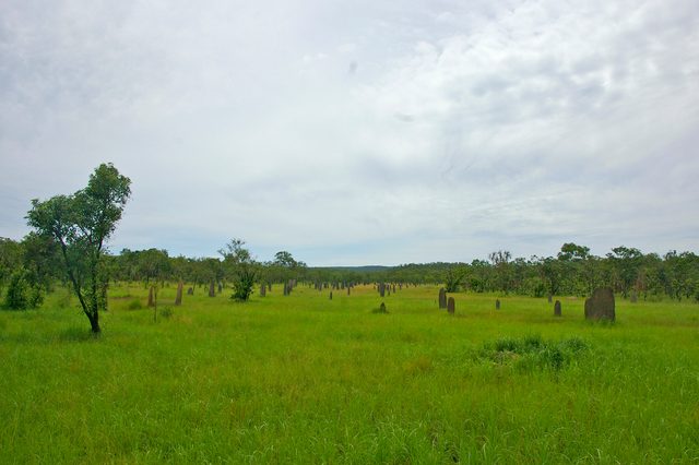 Many narrow termite mounds stand across a green grassy plain among scattered trees beneath a cloudy sky.