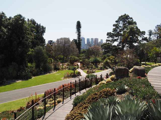 Succulents and upright rocks beside a curving boardwalk, with lawns, paths, tall trees and Melbourne buildings beyond.