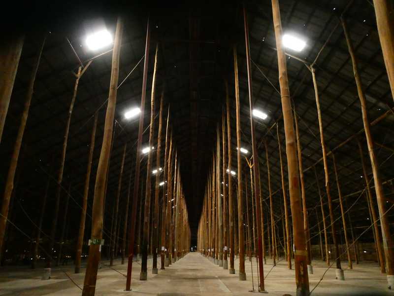 Long rows of tall timber poles and braces beneath a high corrugated roof, with light entering through roof panels.