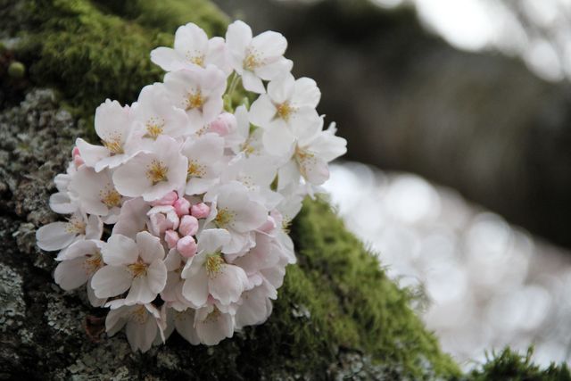 Pale cherry blossoms and pink buds growing close to a mossy trunk, with branches blurred behind.