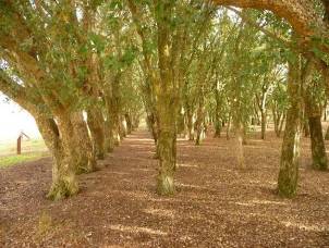 Rows of cork oak trunks extending through a plantation, with leaf litter and a canopy overhead.